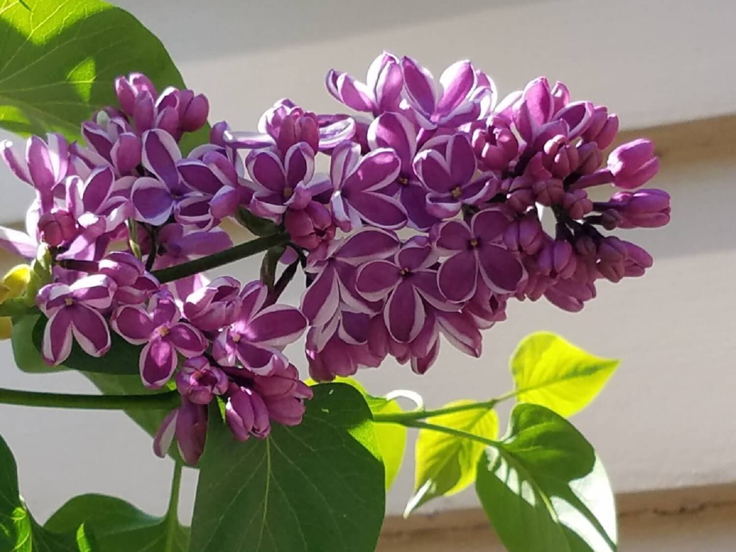 Lilacs-in-Bloom