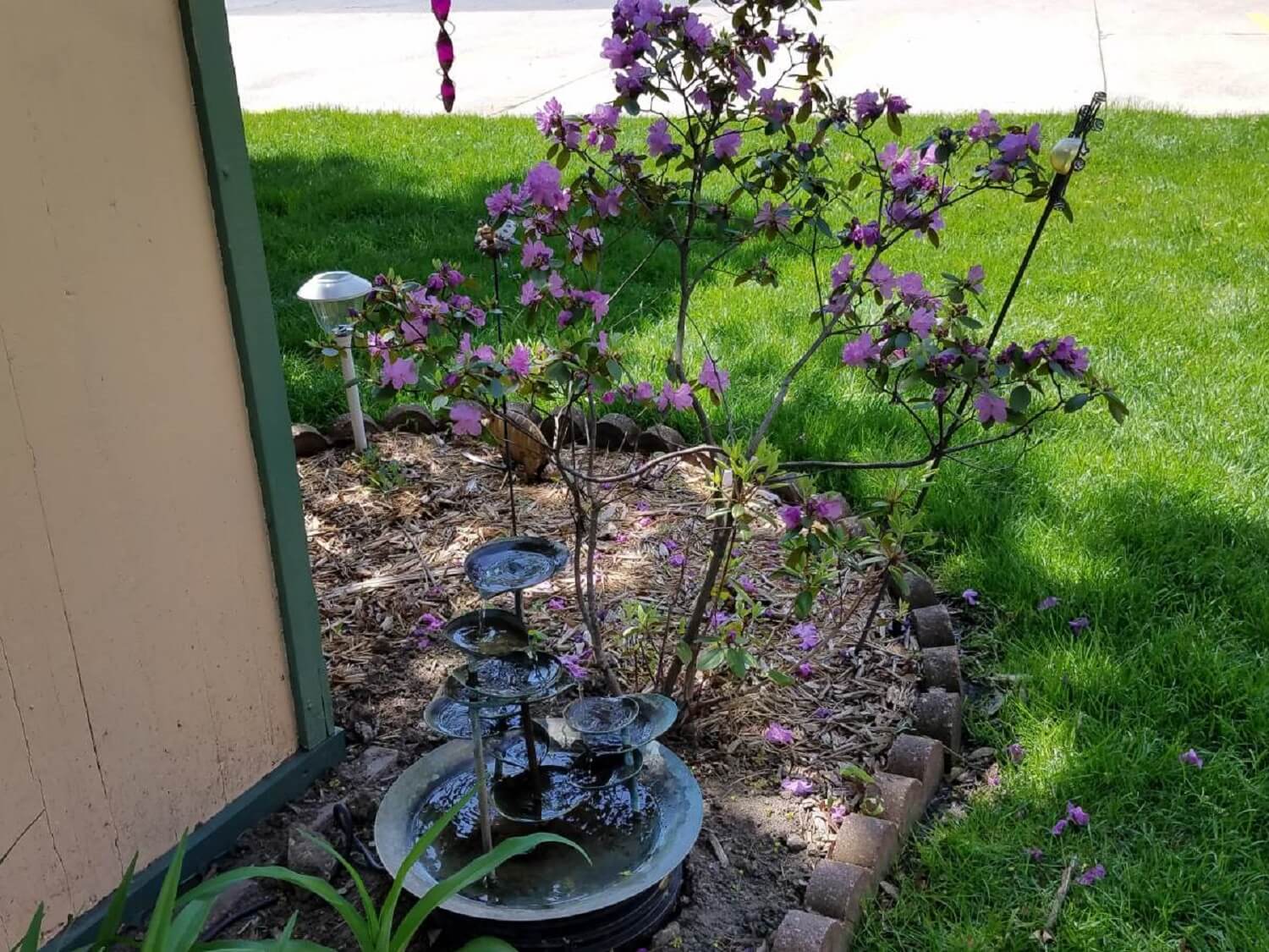 Rhododendron-Behind-Our-Small-Garden-Fountain