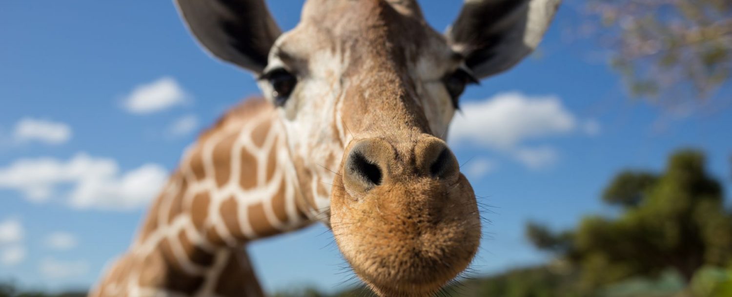 Close up on giraffe's face