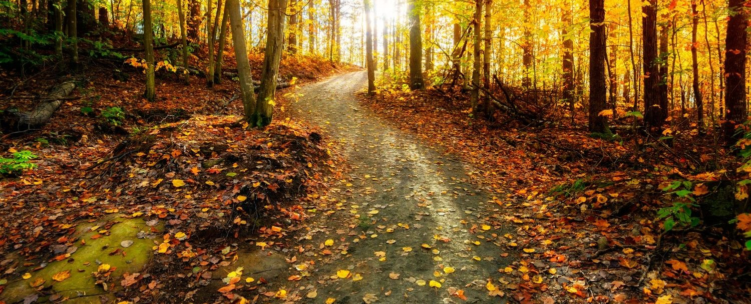 bike trail covered with fall leaves