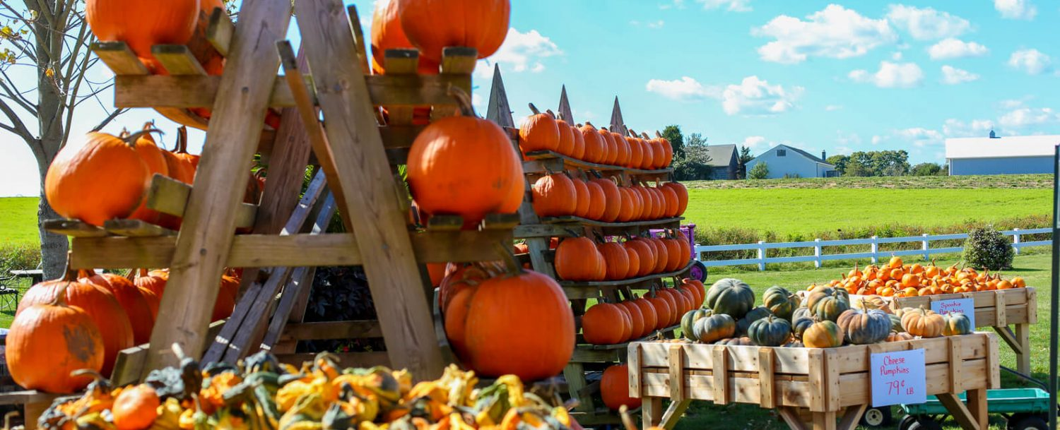 Various pumpkins on display for purchase