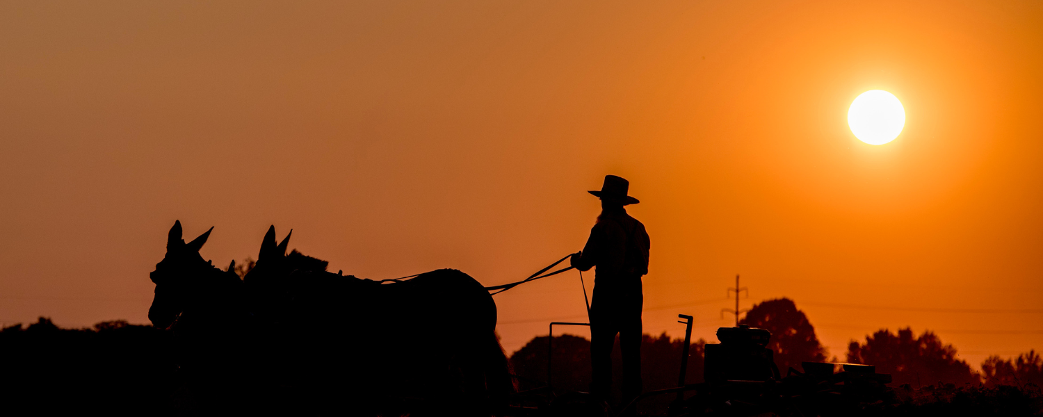 Man in straw hat with horses pulling buggy and sun setting in background