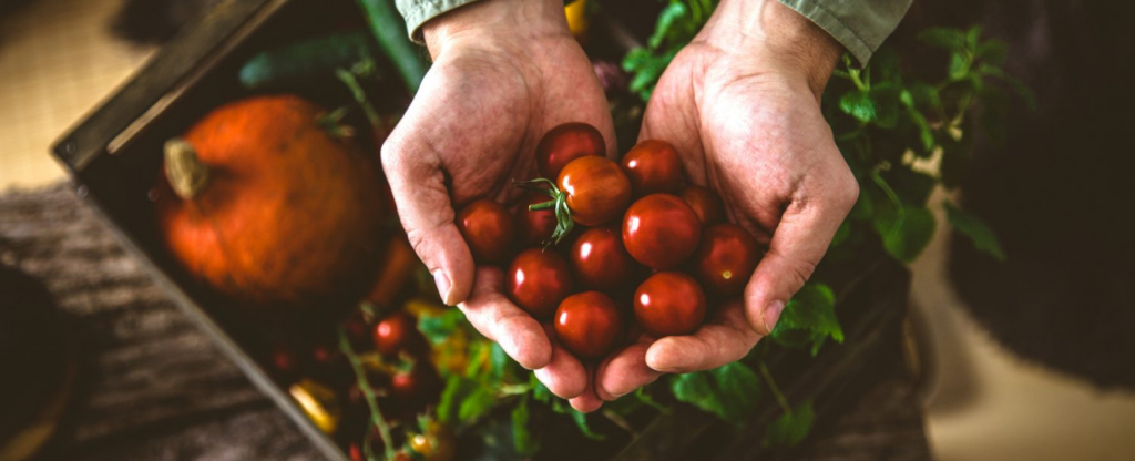 Person holding pile of cherry tomatoes in their hands