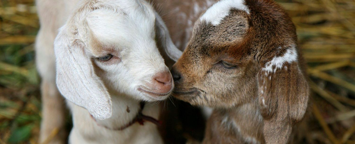 Close up of two baby goats