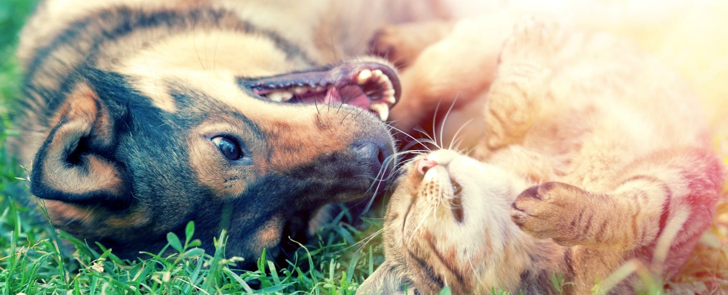happy dog and happy cat laying in grass