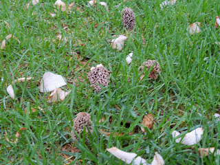 Picture of Morel Mushrooms