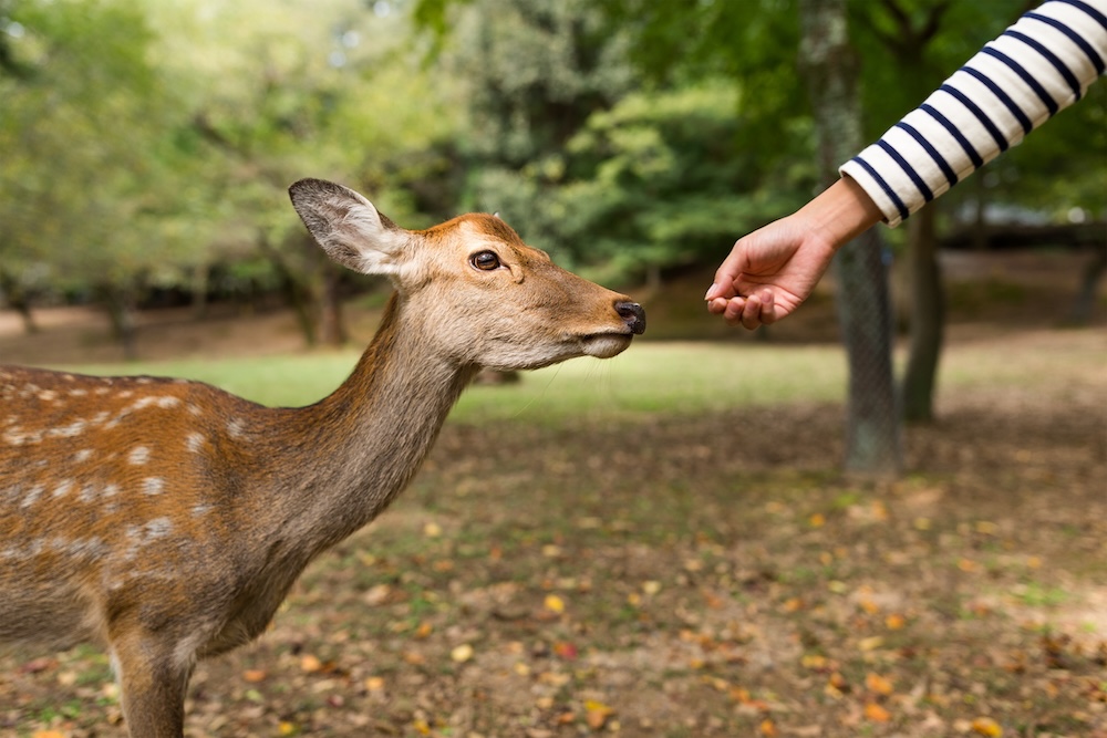 Feeding deer in woods with outstretched hand