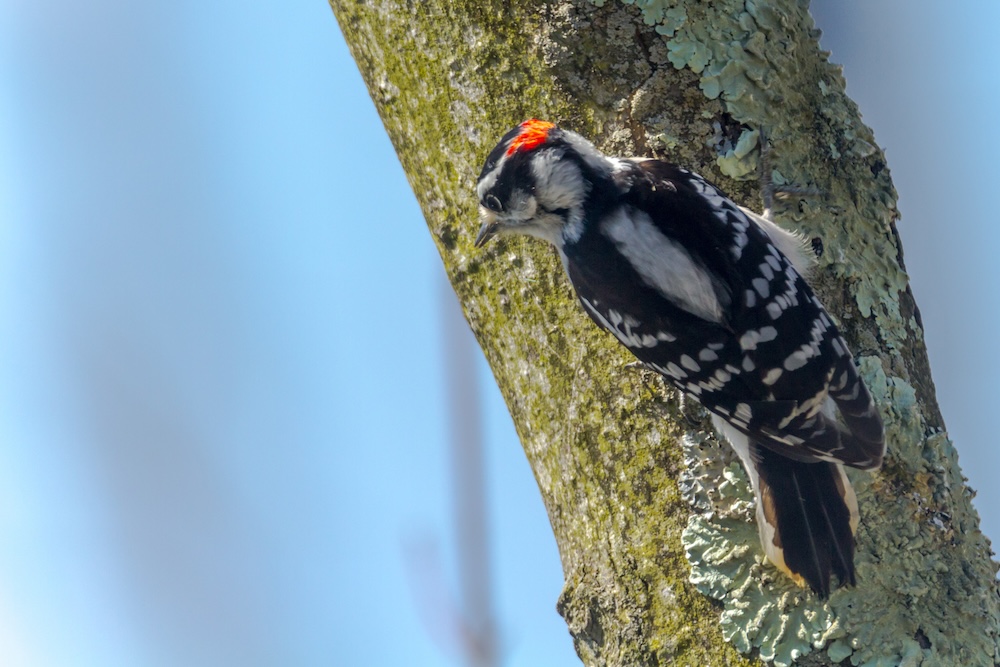 woodpecker on tree