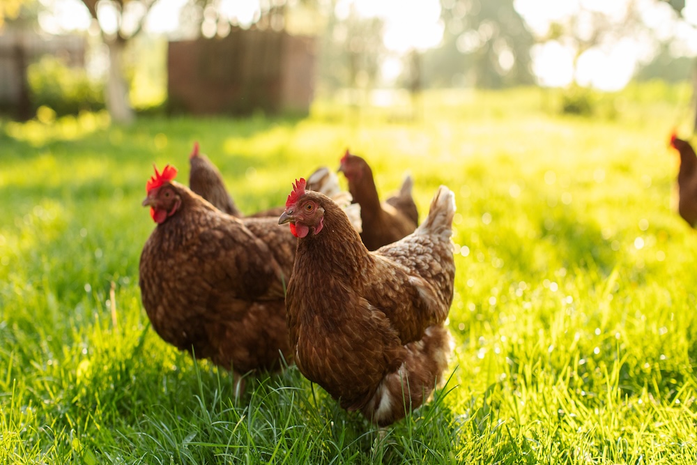 Flock of brown hens and roosters grazing on green grass field, walking on farm courtyard at summer sunny day