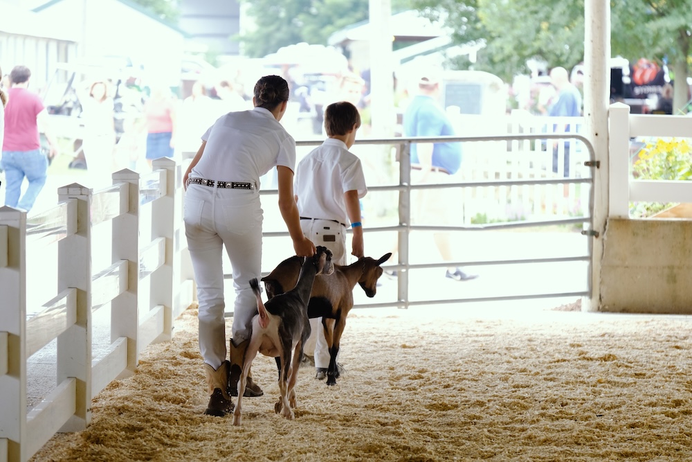 County Fair Animal Exhibit