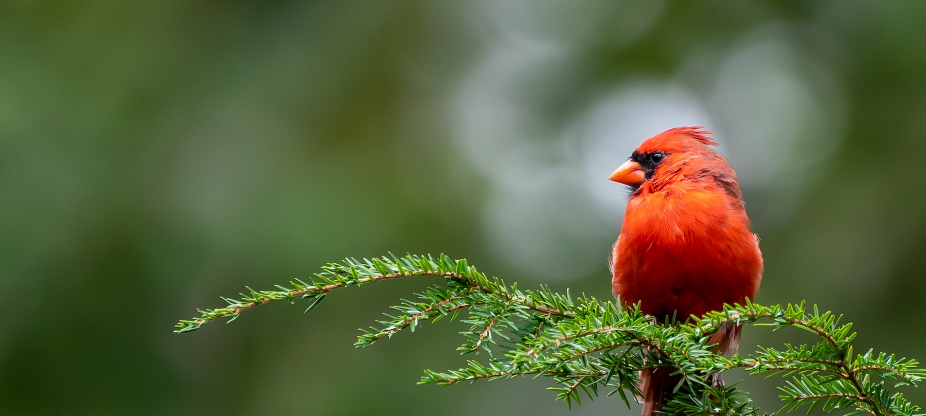 Birdwatching in Knox County: Explore Wildlife around Ohio