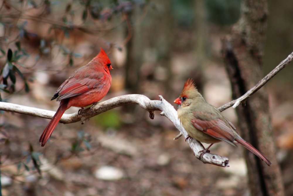 A closeup of male and female northern cardinals, Cardinalis cardinalis on the branch. Selected focus.