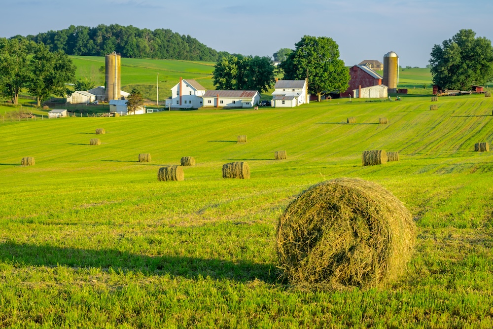 Round hay bales on slightly rolling hills in amish country. Farm and farm house in background.