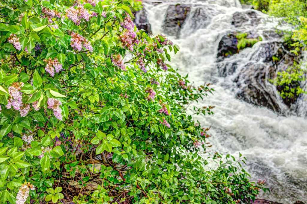 Flowers and waterfall in Camden, Maine.