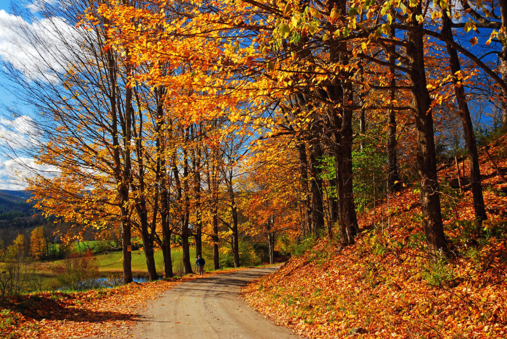 View of fall foliage near a small lake.