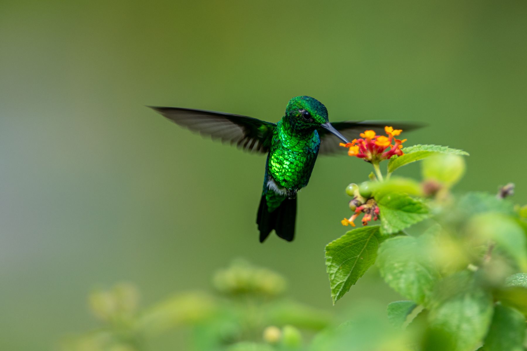 Green Hummingbird