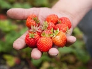 Hand full of freshly picked strawberries