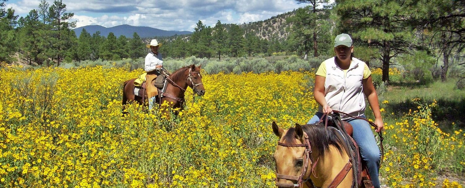 When Is the Best Time to Visit the Gila National Forest?