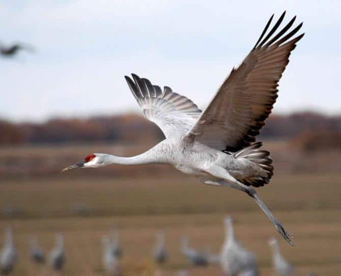 Festival of the Cranes is a Must See!