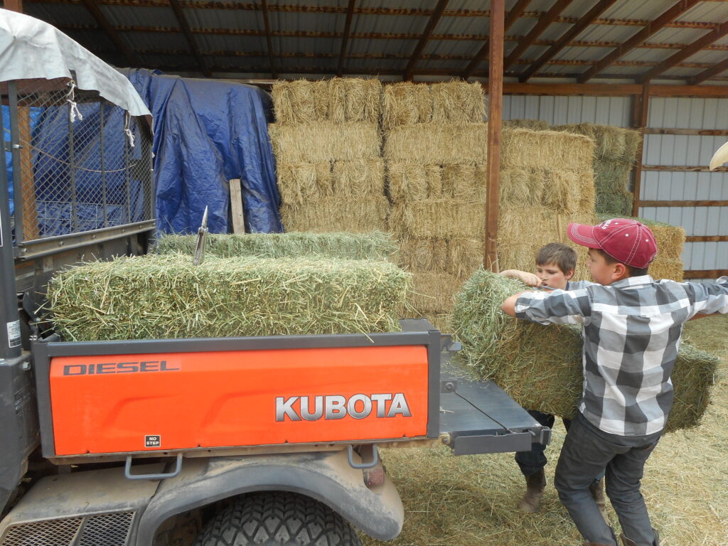 Helping Feed the Horses