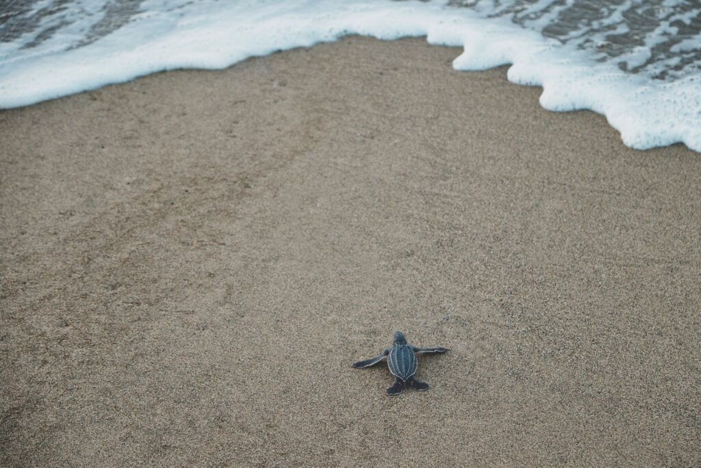 sea turtle hatchling heading to the sea