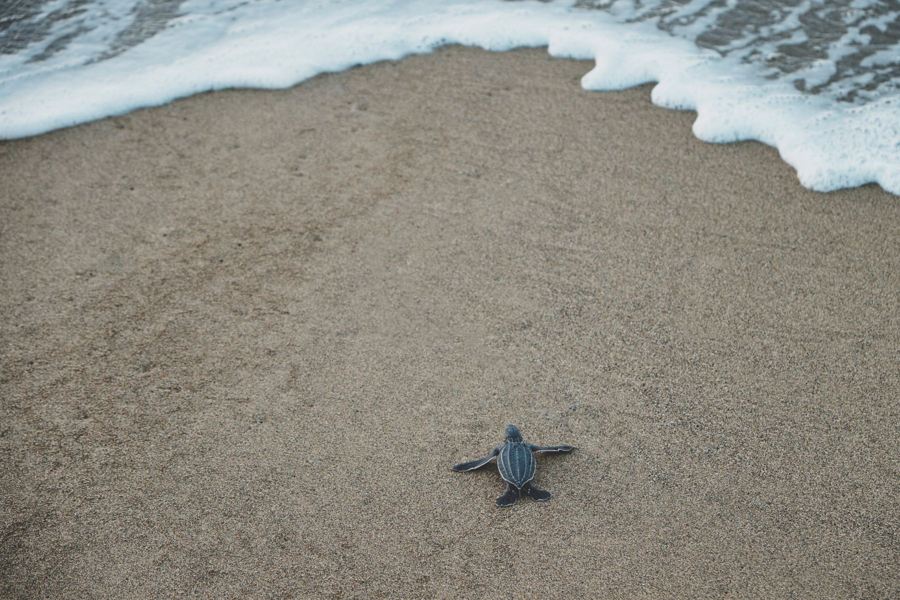 Discover the Magic of Amelia Island Sea Turtles