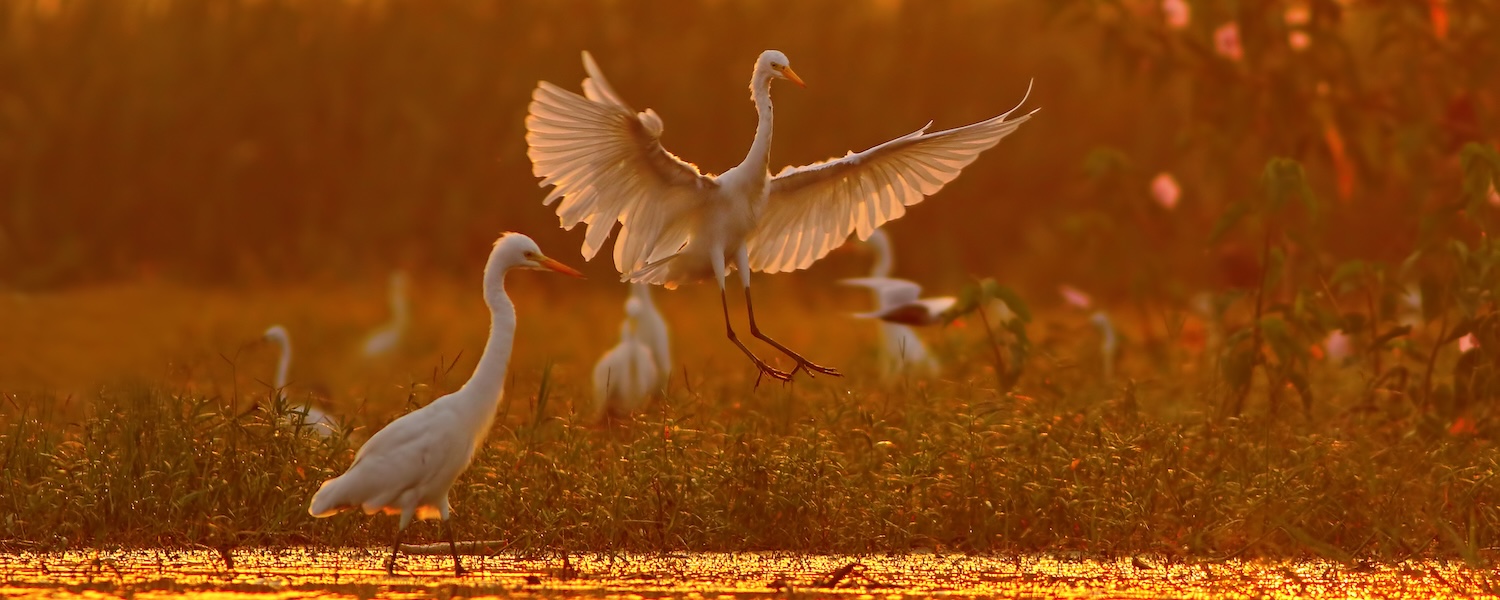 great egret landing at sunrise time in a pond