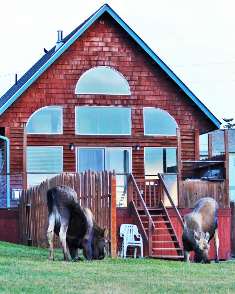 Moose visiting the Kachemak Cottage