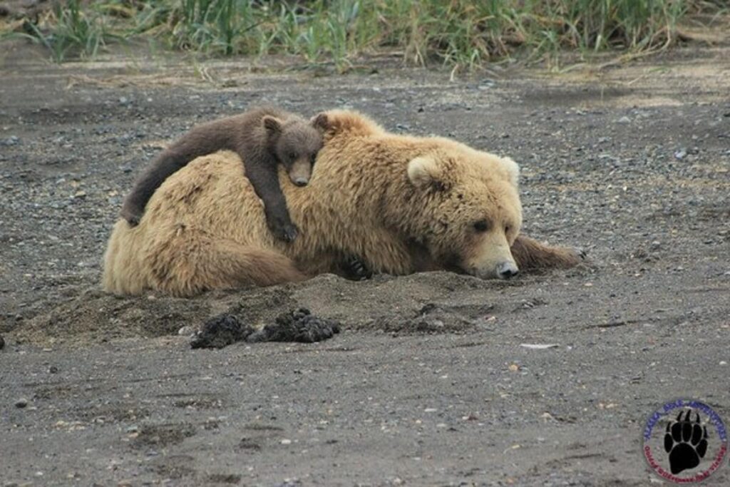 Alaska Bear Adventures