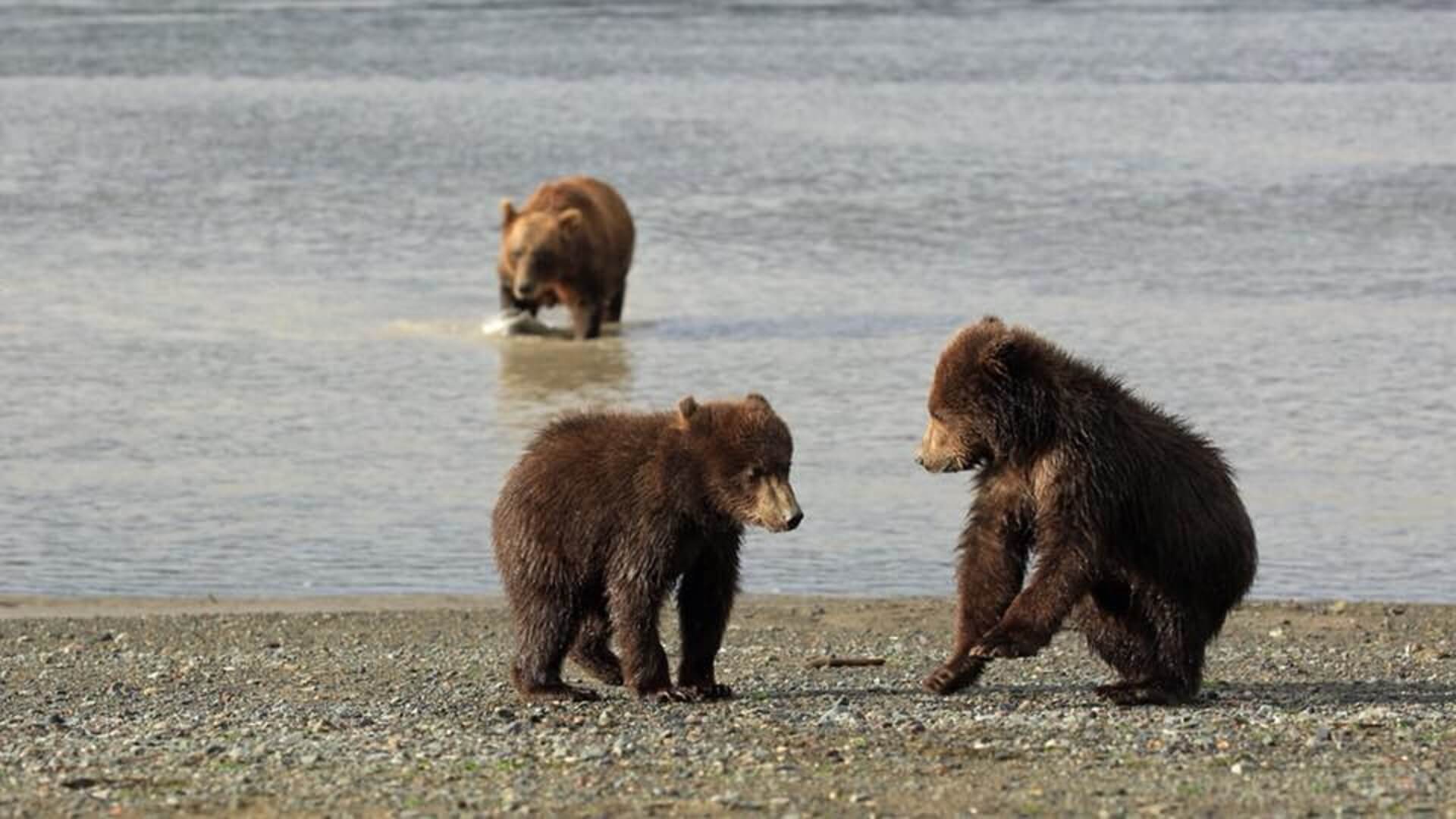 Brooks Falls Bear Viewing Tours at Katmai National Park