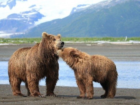 mother bear and baby bear kissing in Alaska