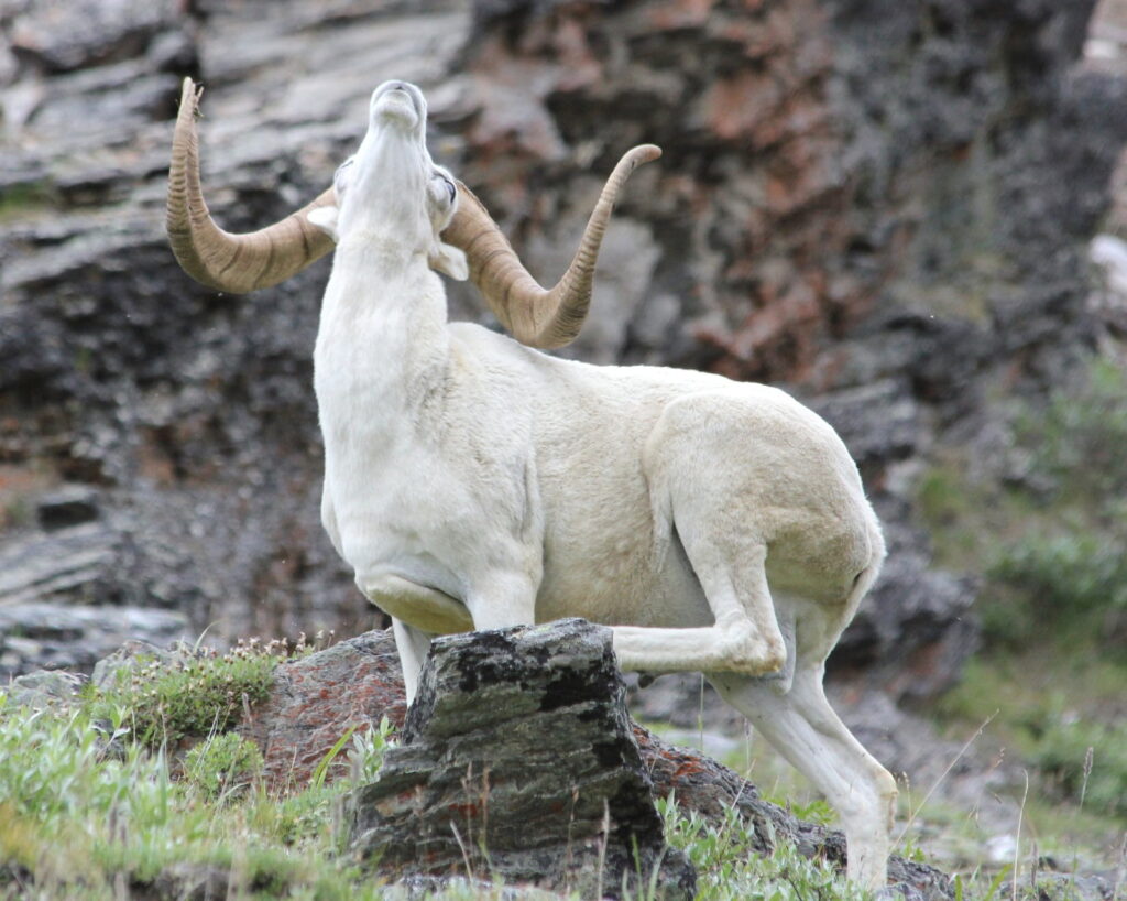 Sheep in Denali National Park