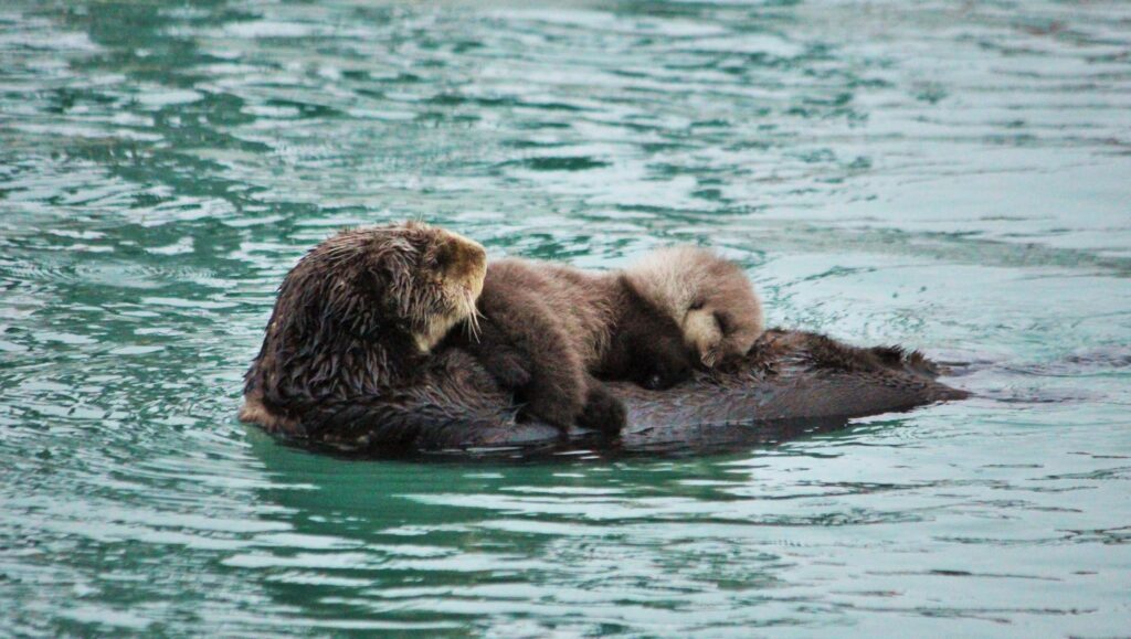otter mama and baby
