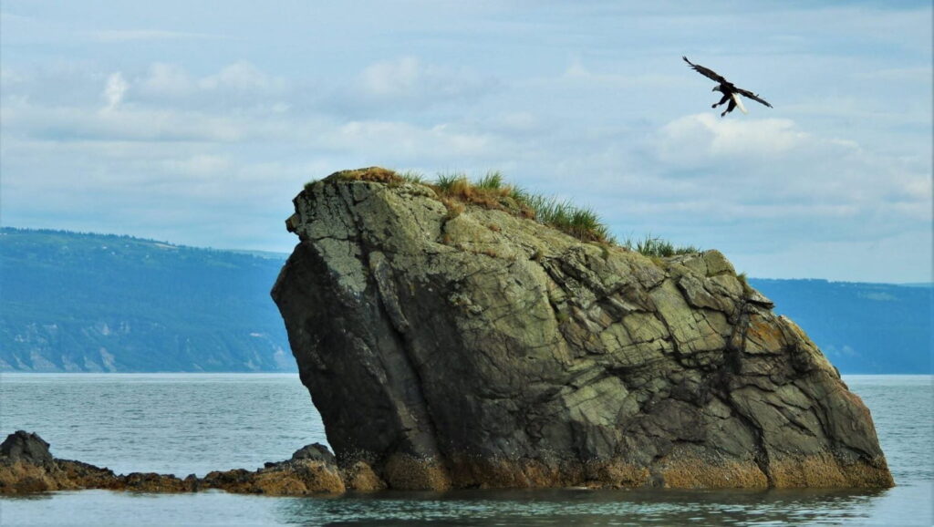 Eagle landing on Gull Island.