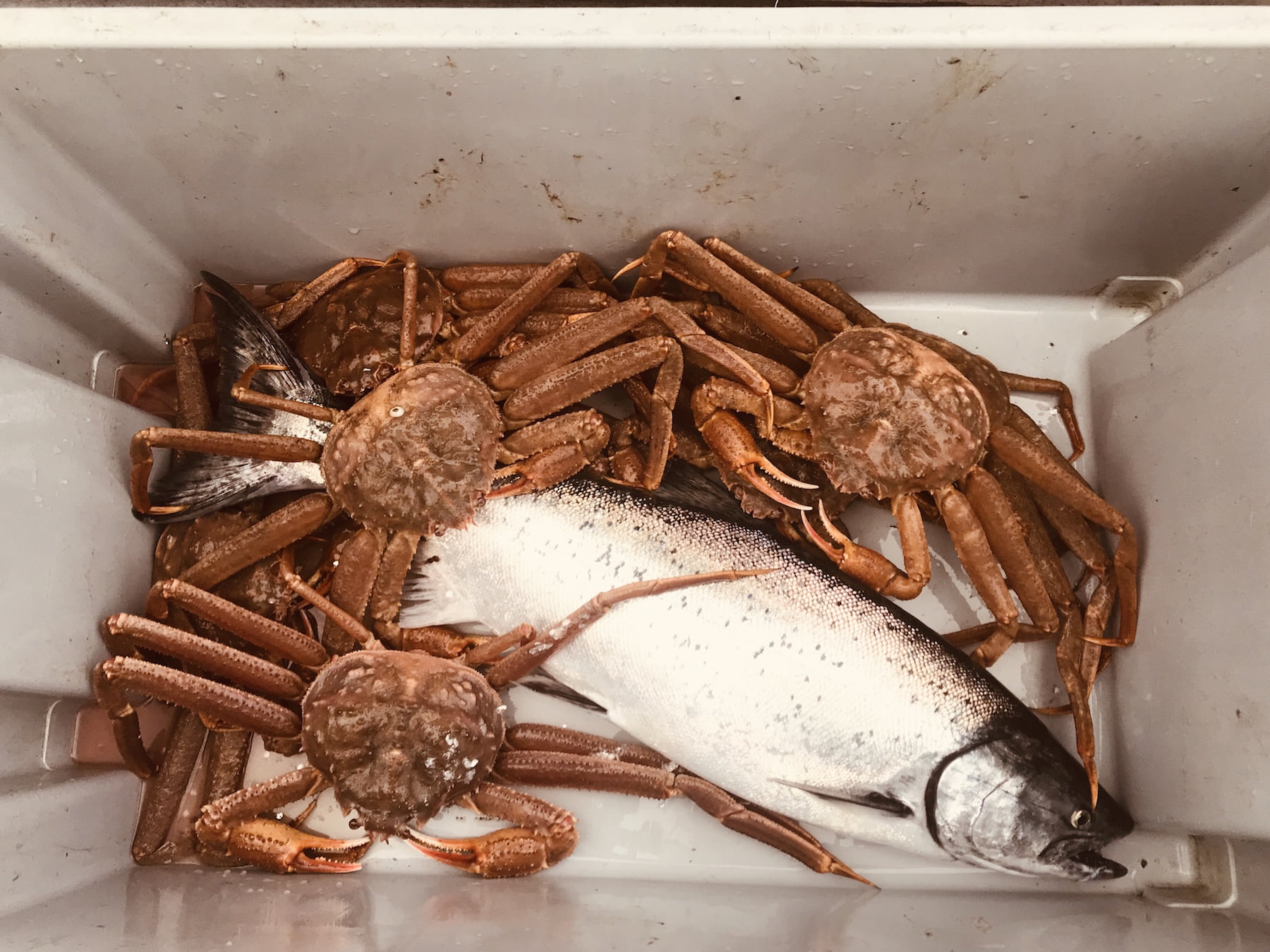 King salmon and Tanner crab in cooler