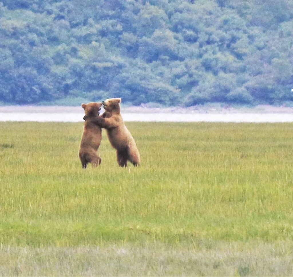 Bear cubs playing in field