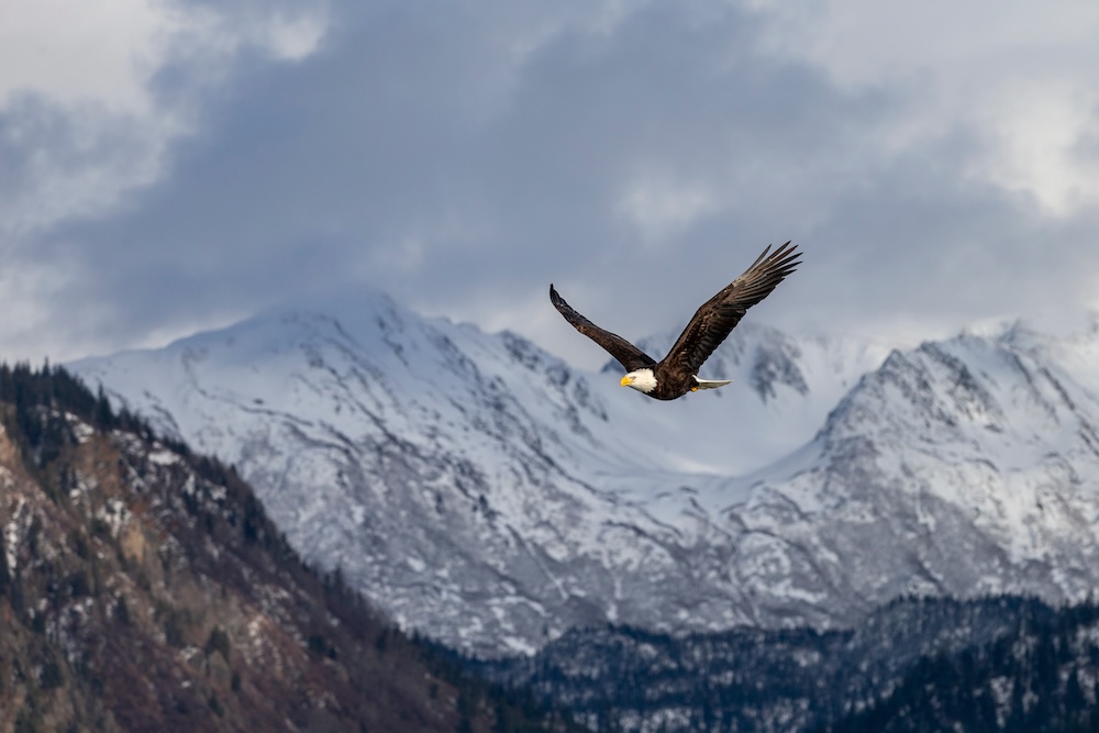 A bald eagle flying over Kachemak Bay with snow-covered mountains in the background