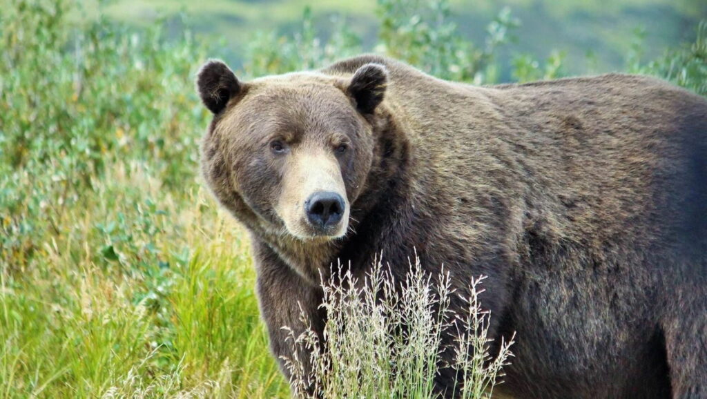 Big brown bear in the wild.