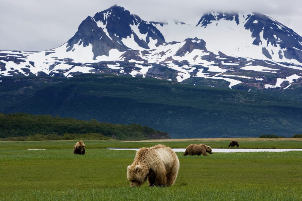 bears grazing in front of a mountain ridge