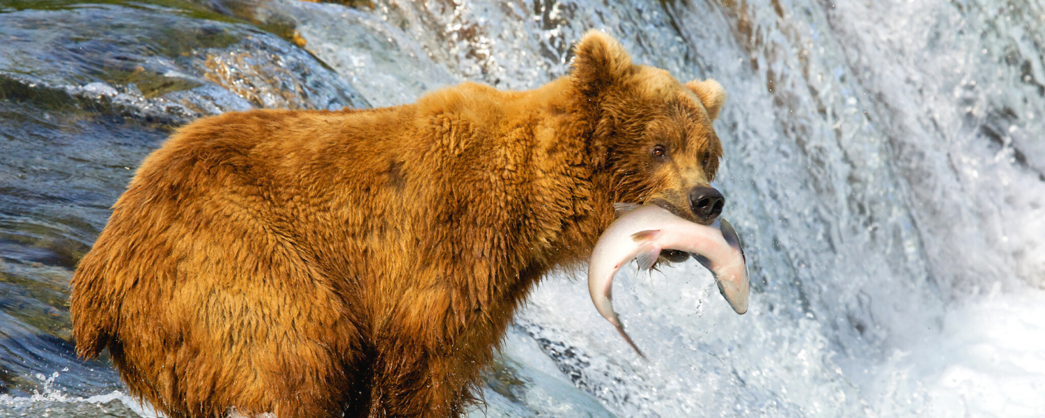 bear catching a fish