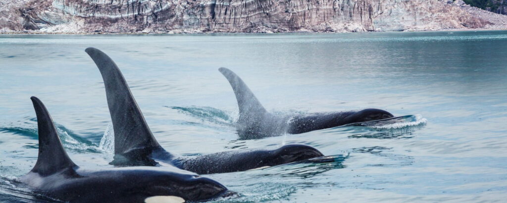 Pod of orcas that you can see on an Alaska safari