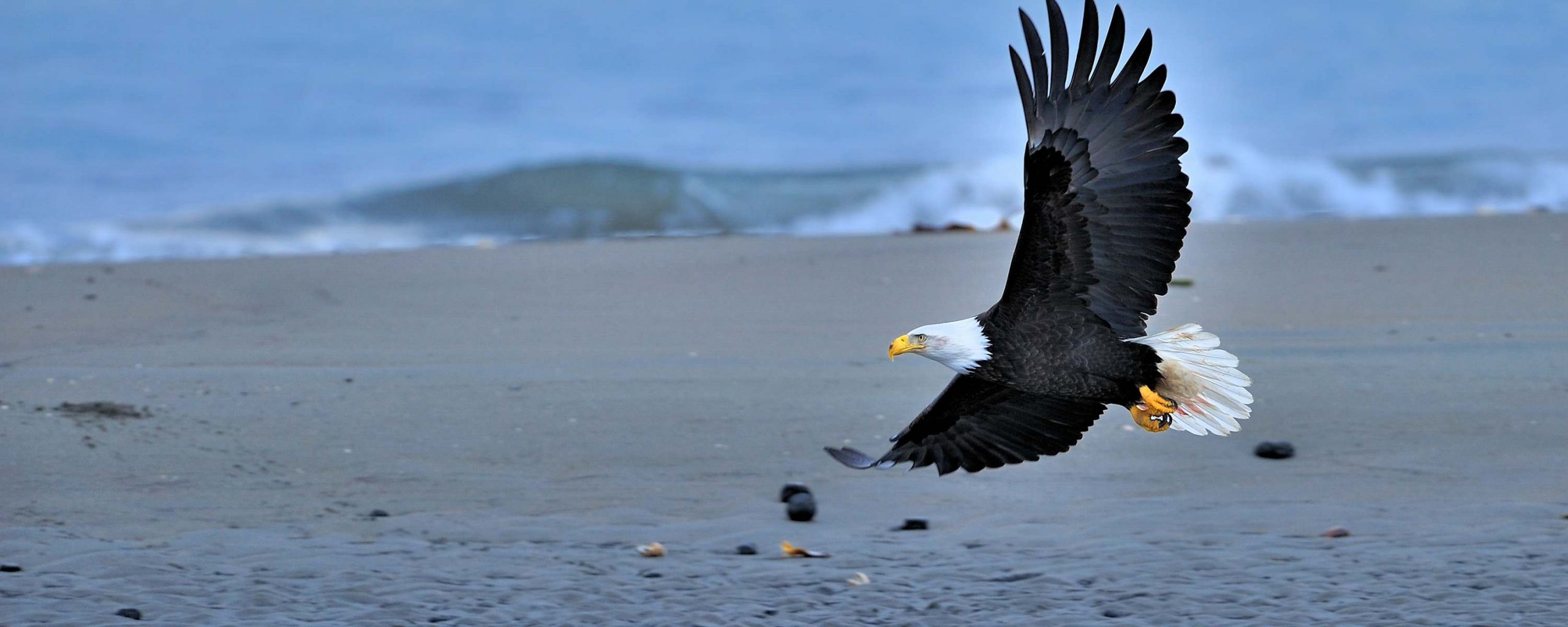 Bald eagle flying over Homer Alaska
