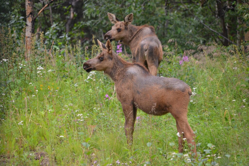 Moose Alaska Wildlife