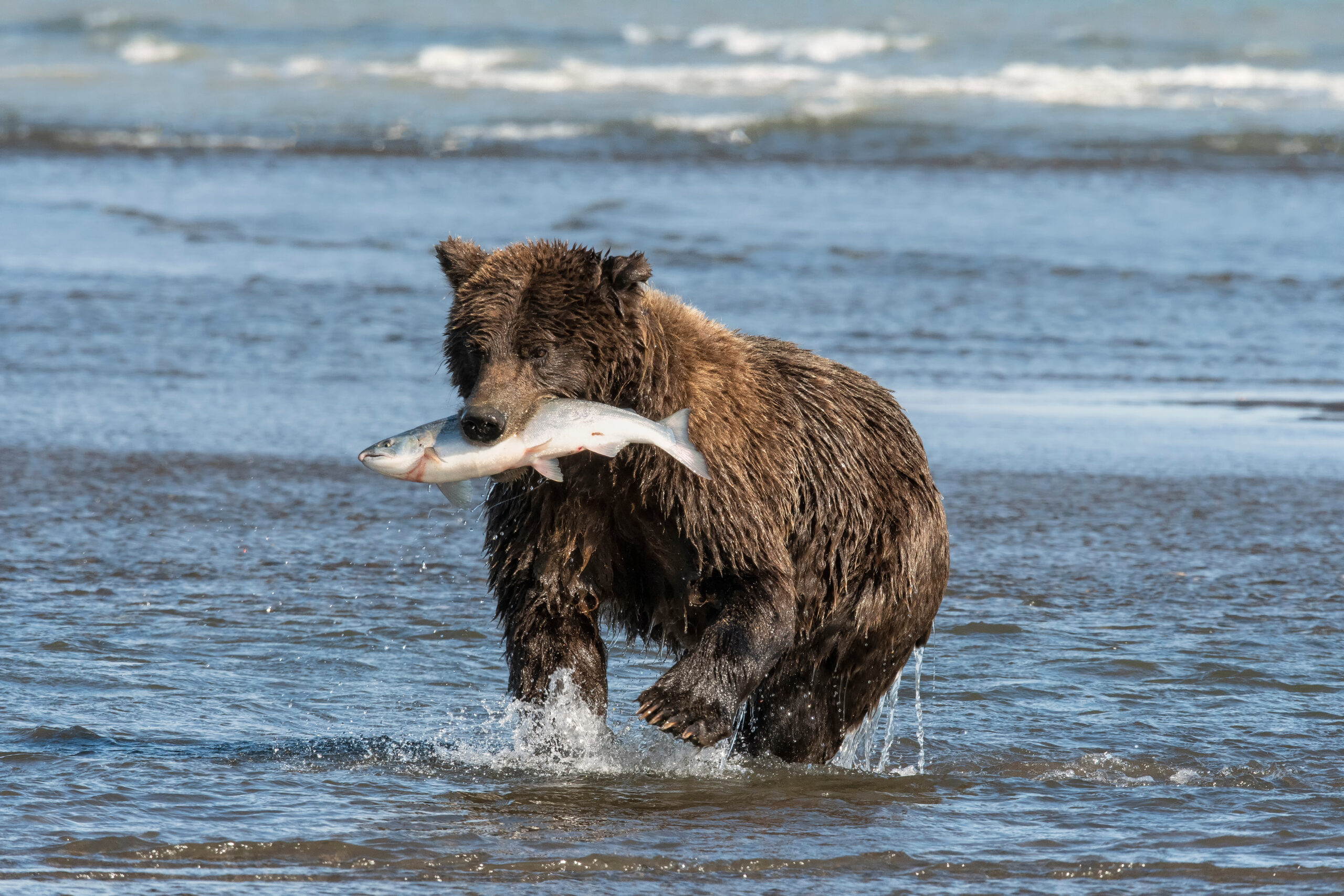 Fishing with the Bears