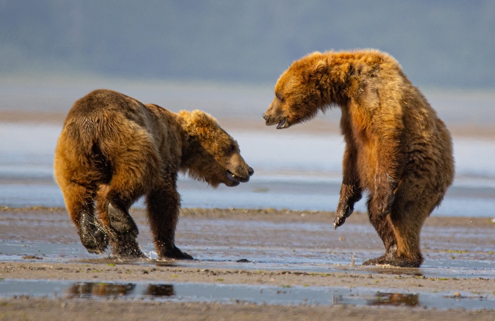 Brown bears planing on the beach in Homer, AK.