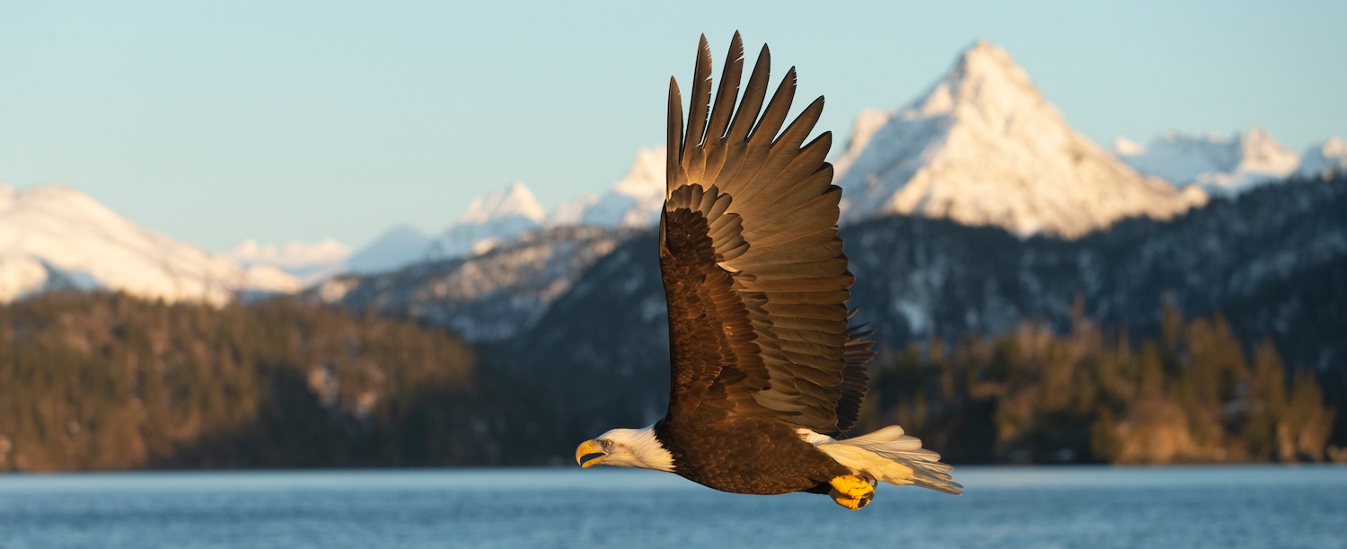 Spring Wildlife in Homer