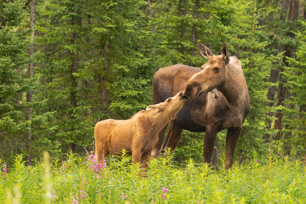 Mother and baby moose in Alaska in spirng