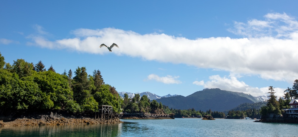 Lone Seagull Soaring over the Pristine Waters of Halibut Cove in Kachemak Bay near Homer, Alaska