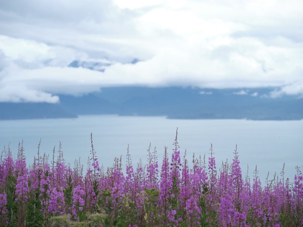 Fireweed flowers look out over Kachemak bay and the glaciers and mountains across the bay in Homer Alaska