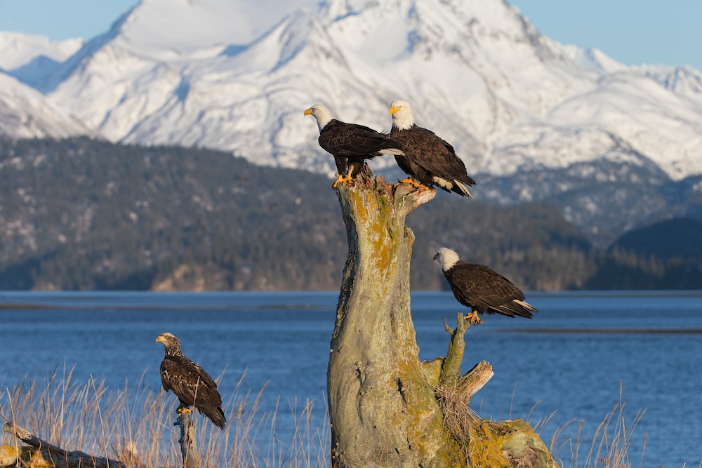 Four bald eagles perched on a tree overlooking Kachemak Bay in Homer, Alaska